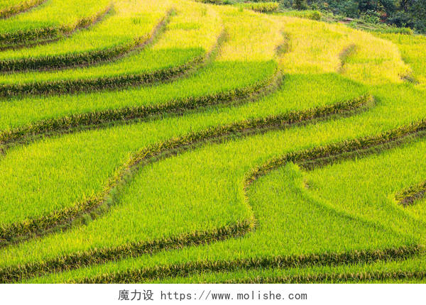 航拍鸟瞰图田地种田水稻整齐的土地健康饮食希望的田野